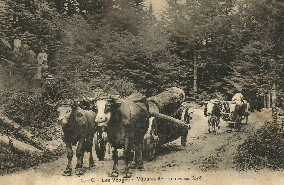 https://empreintesdumonde.com/wp-content/uploads/2026/04/420Attelage20boeufs20Vosges.jpg